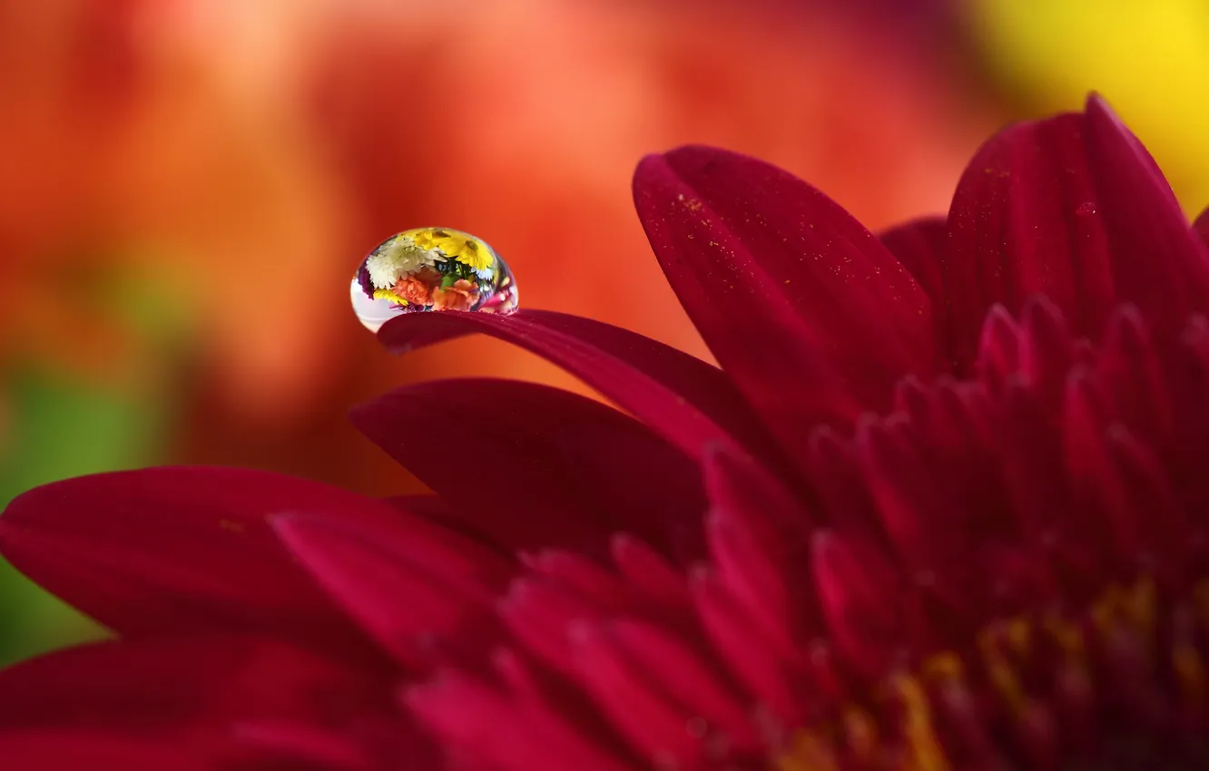 Photo wallpaper drops, macro, flowers