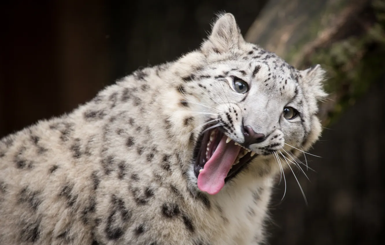 Photo wallpaper language, cat, mouth, IRBIS, snow leopard, yawns