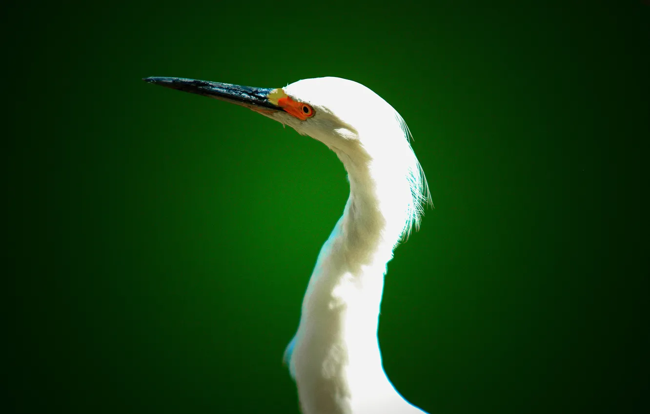 Photo wallpaper eyes, beak, Heron, neck