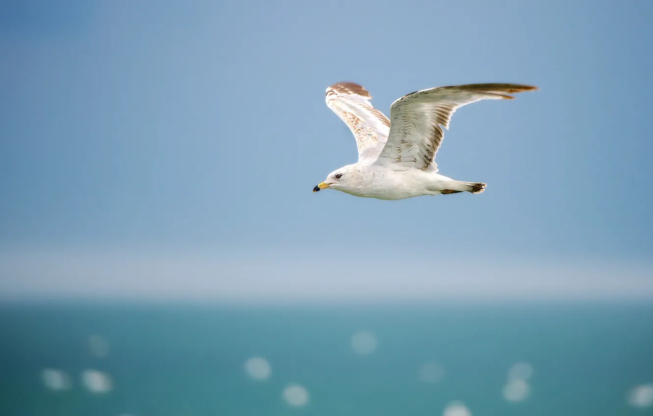 Photo wallpaper sea, the sky, flight, wings, Seagull, horizon