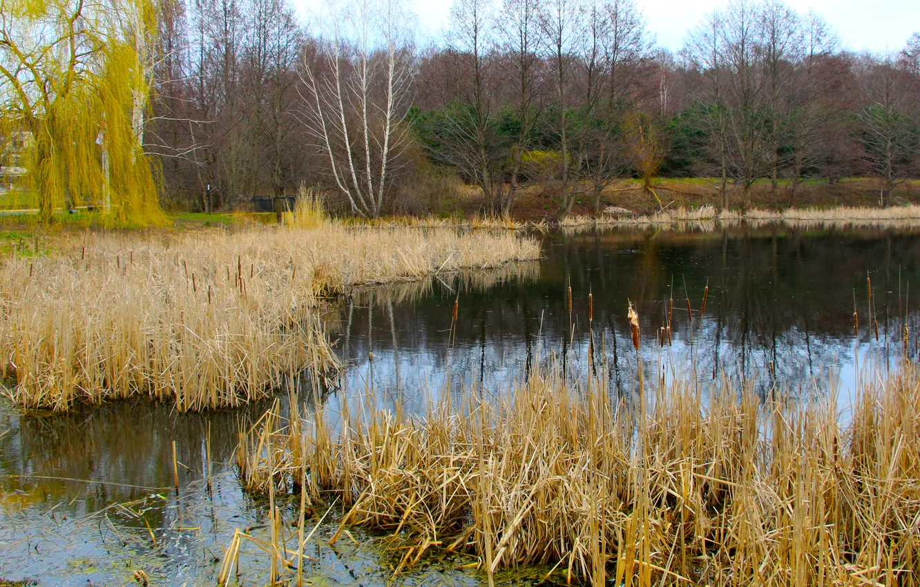 Photo wallpaper water, park, lake, pond
