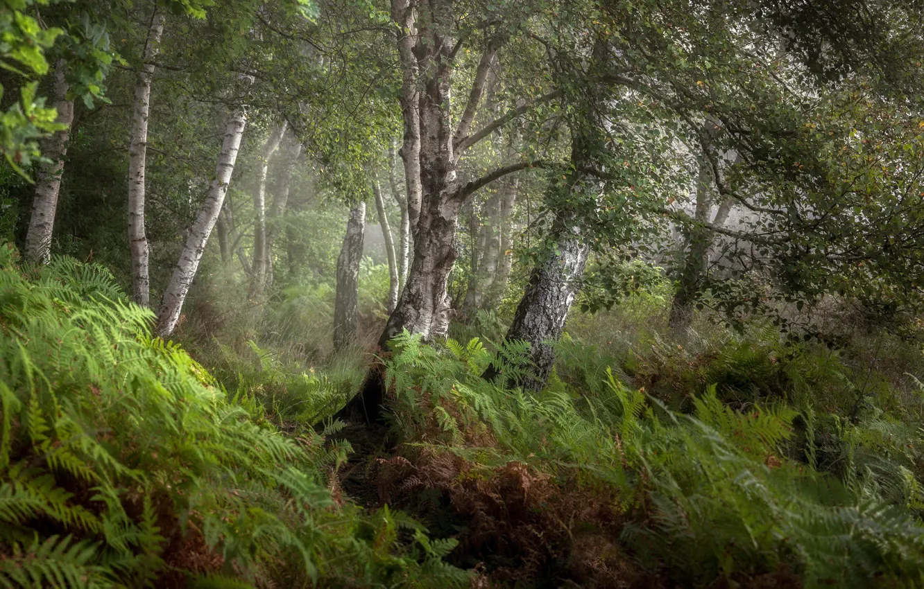 Photo wallpaper forest, summer, nature