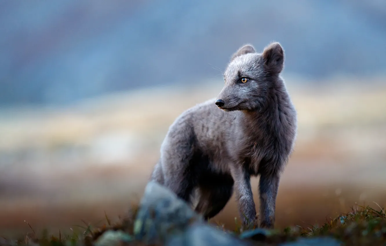 Photo wallpaper look, face, nature, pose, stones, grey, Fox