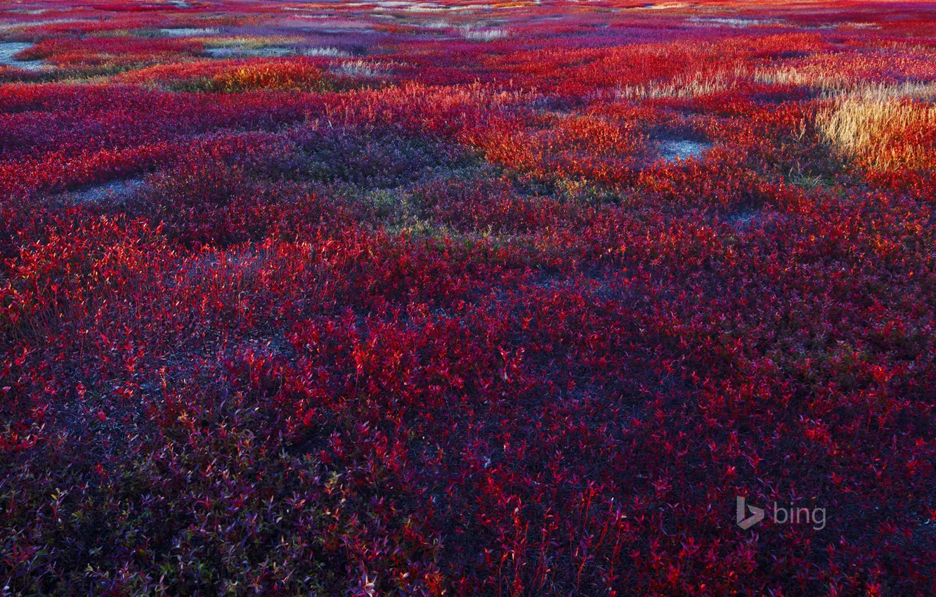 Photo wallpaper field, plant, blueberries, USA, blueberries, Maine