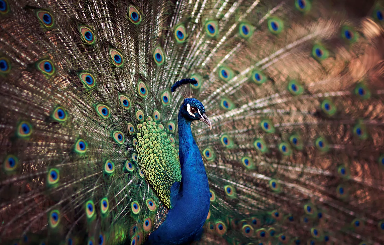 Photo wallpaper bird, tail, peacock