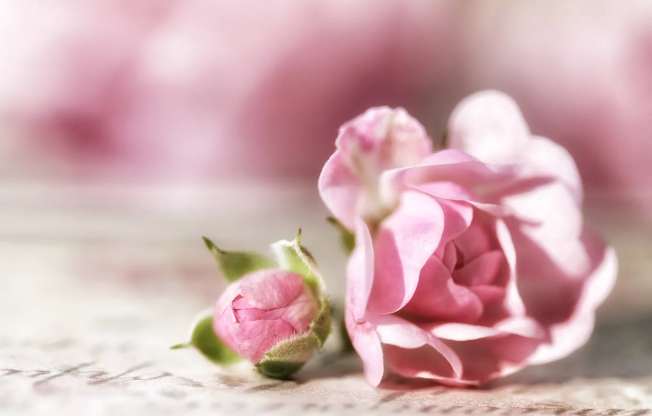 Photo wallpaper macro, roses, buds