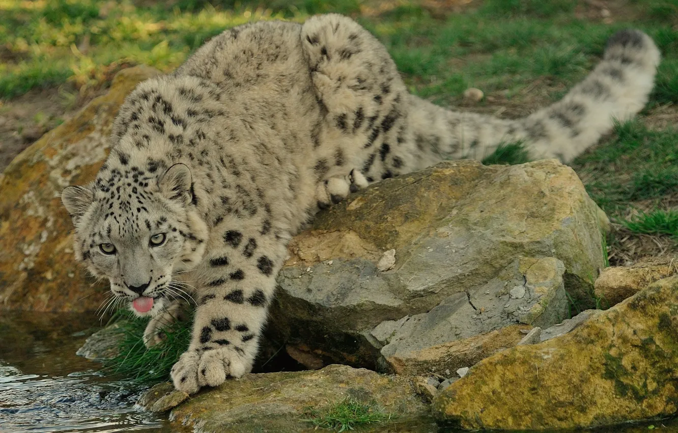 Photo wallpaper language, cat, stones, IRBIS, snow leopard, pond