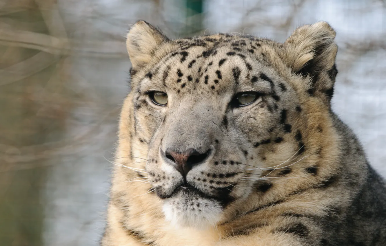 Photo wallpaper cat, face, IRBIS, snow leopard