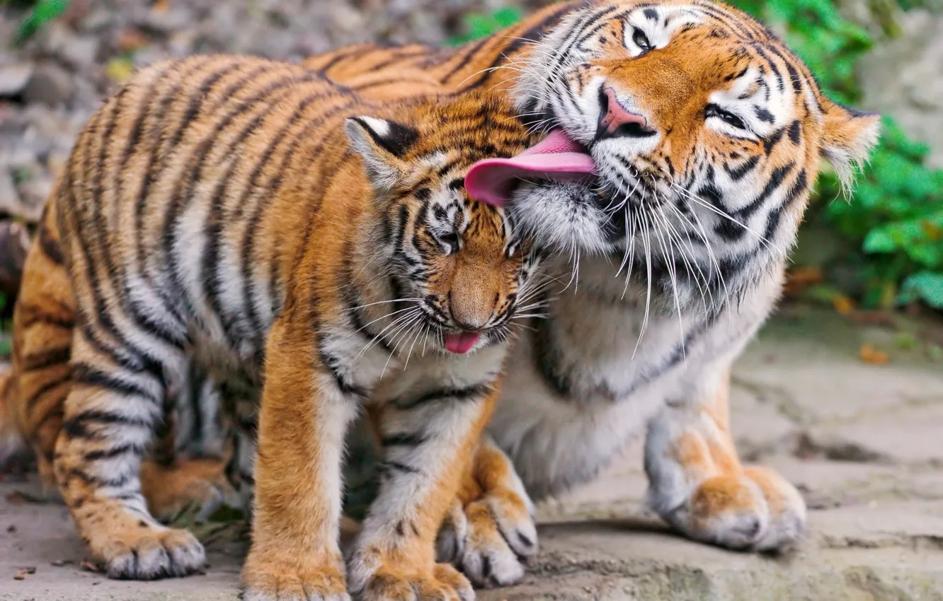 Photo wallpaper Wallpaper, tigress, tiger