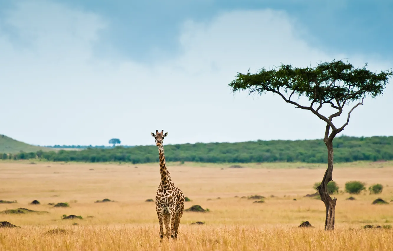 Photo wallpaper giraffe, Savannah, Africa