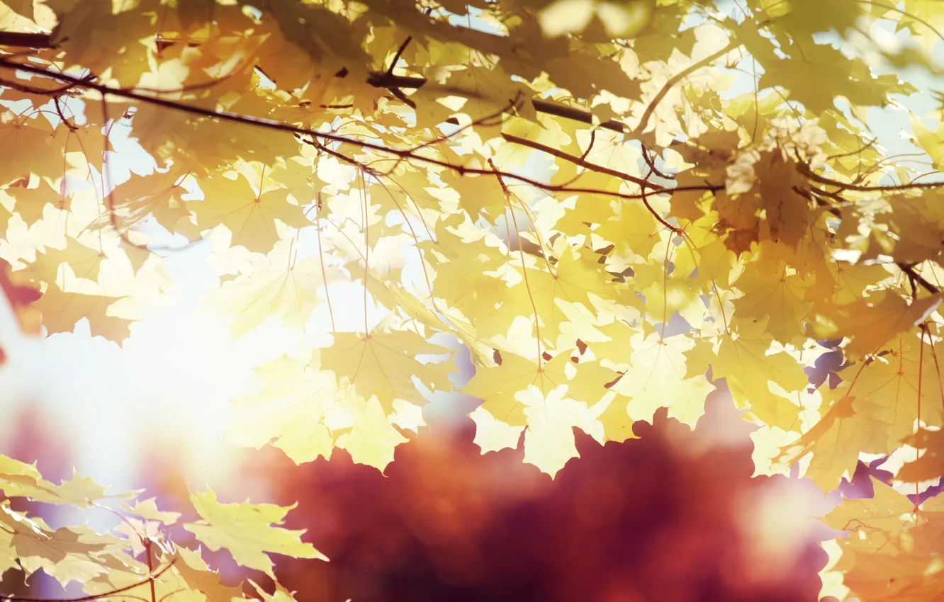 Photo wallpaper autumn, leaves, the sun, rays, yellow, maple