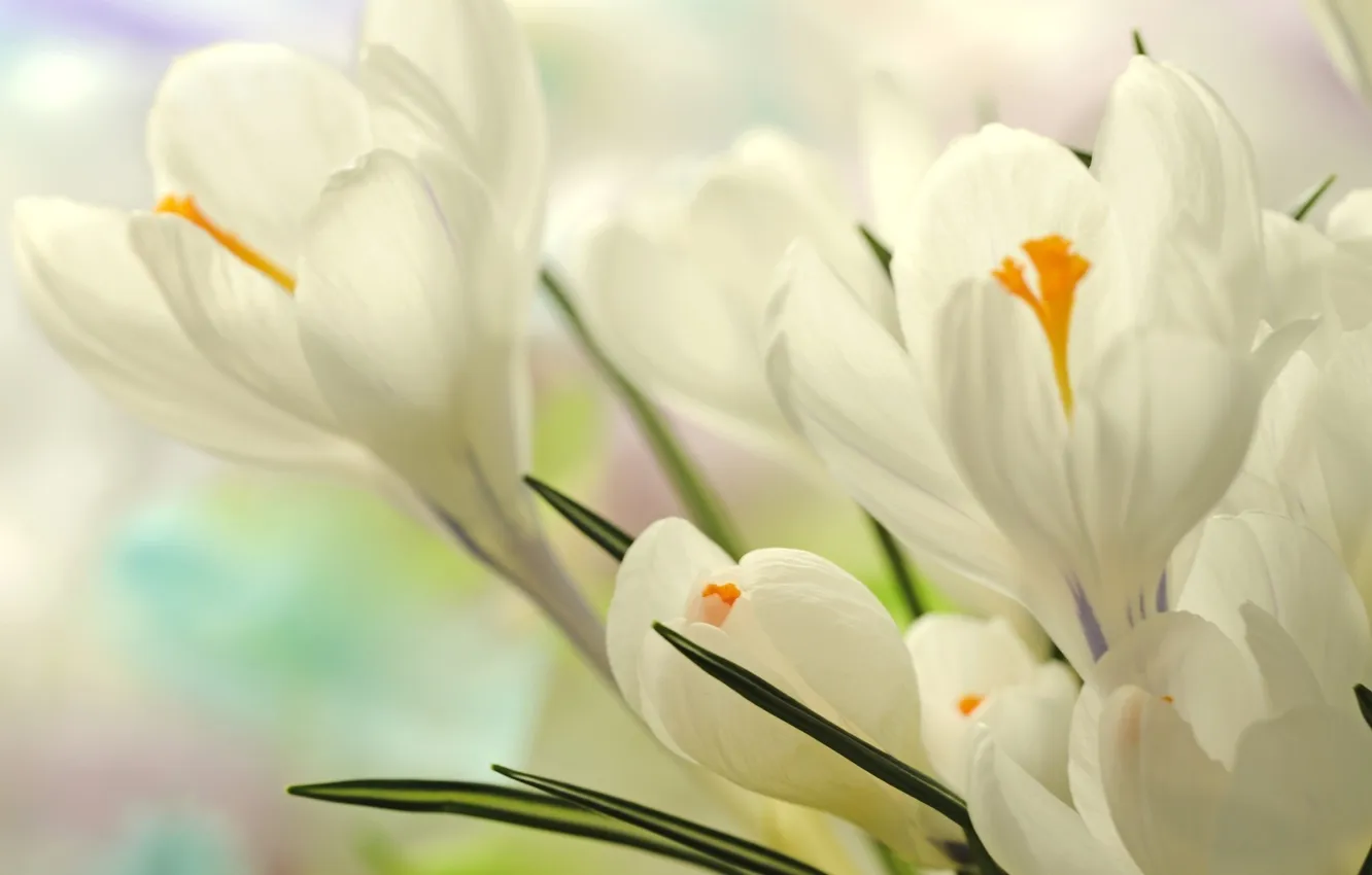 Photo wallpaper flowers, crocuses, white