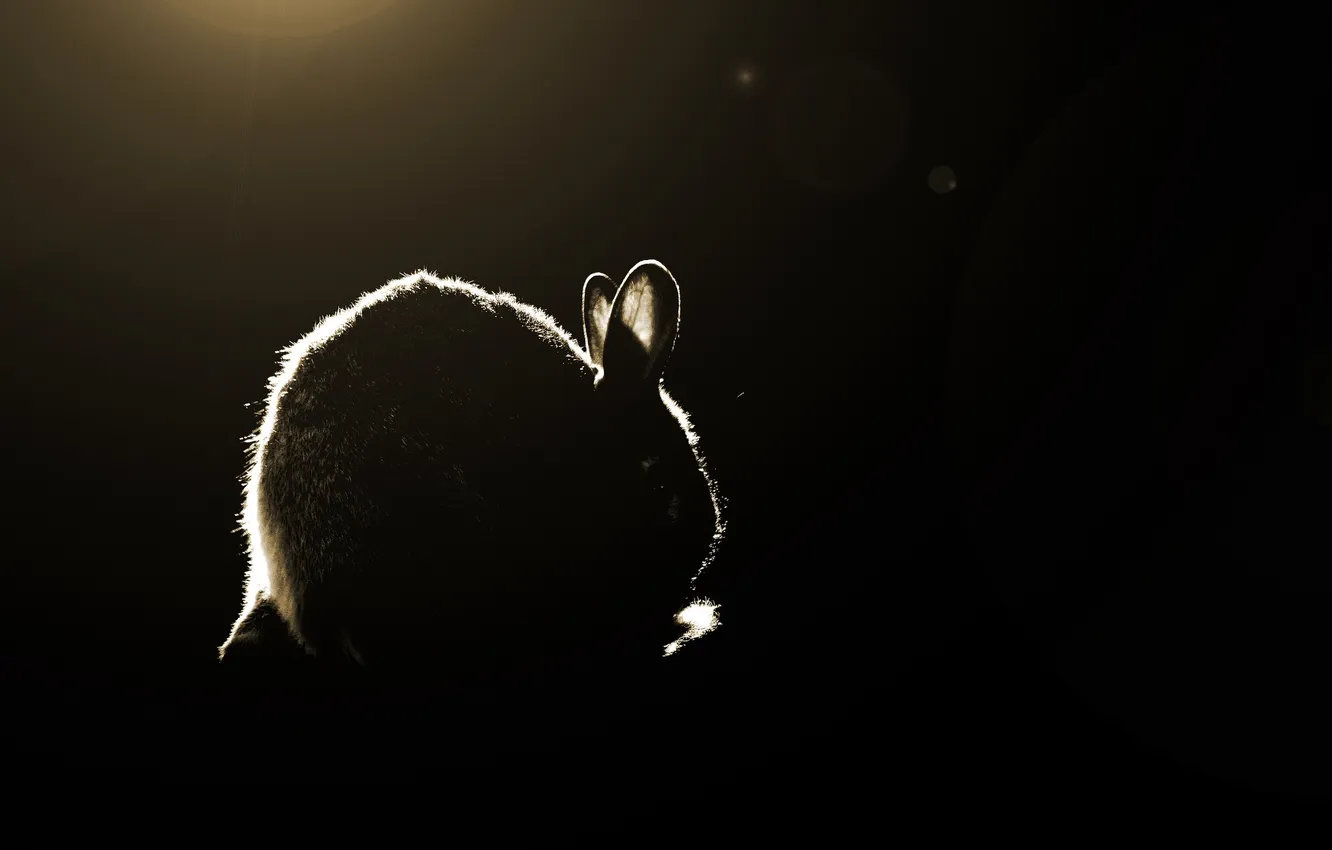 Photo wallpaper light, shadow, rabbit