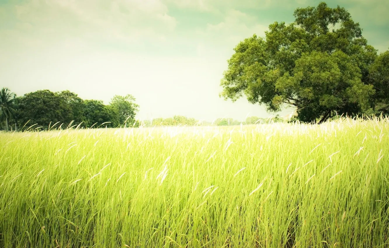 Photo wallpaper greens, field, summer, grass, trees, meadow