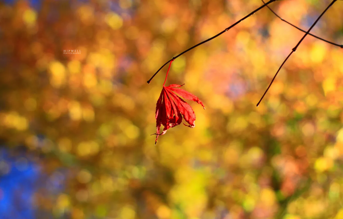 Photo wallpaper leaves, red, background, autumn branches