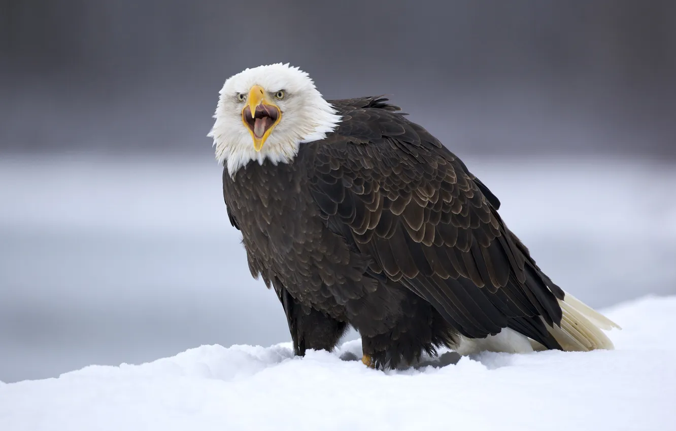 Photo wallpaper snow, bird, eagle, Calling