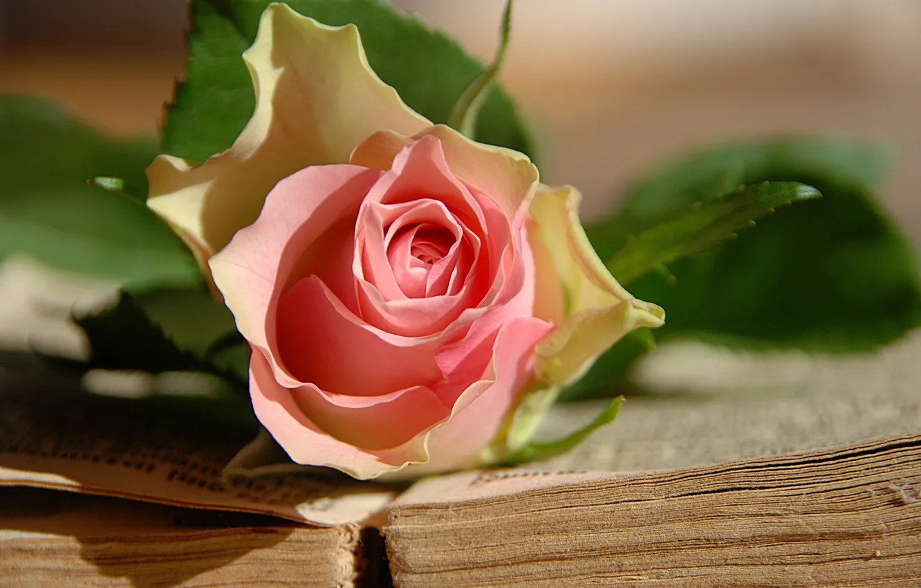Photo wallpaper flowers, roses, book