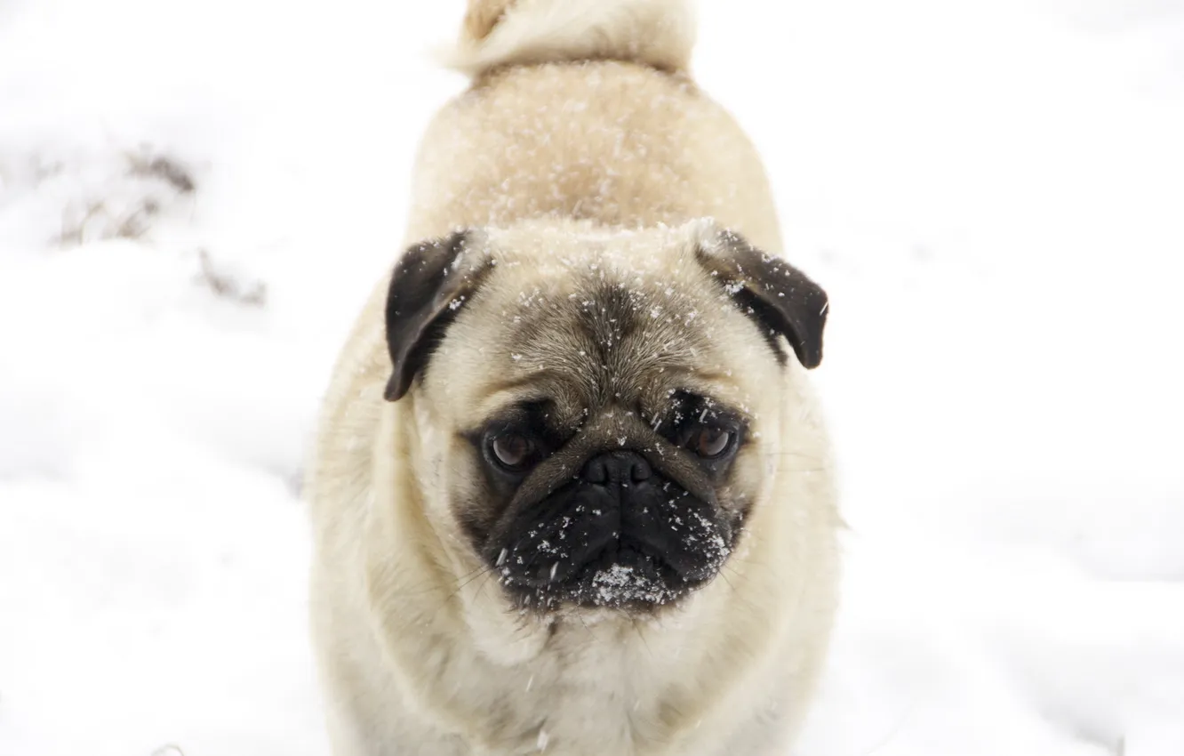 Photo wallpaper look, each, dog