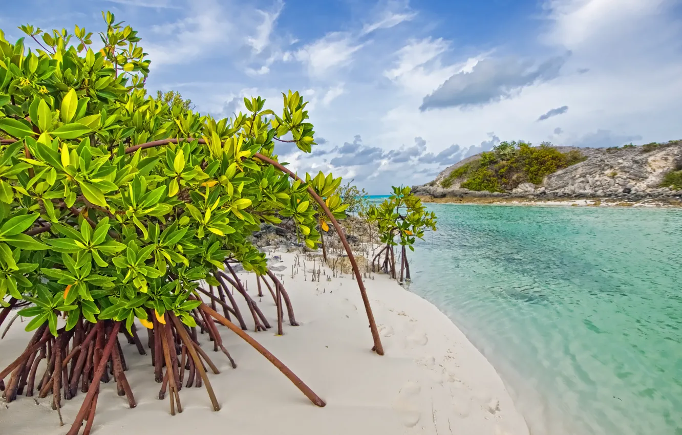 Photo wallpaper sand, sea, water, trees, thickets, beach, mangrove, galloway, long island, bahamas, mangroves