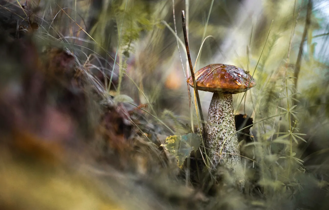 Photo wallpaper forest, grass, thickets, glade, mushrooms, bokeh, boletus