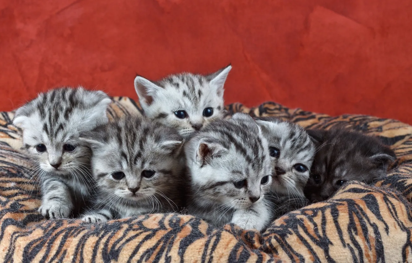 Photo wallpaper background, kitty, pinstripes