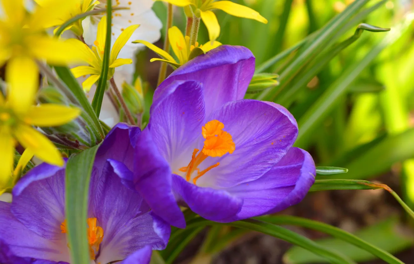 Photo wallpaper spring, crocuses, spring, Crocus, Purple crocus