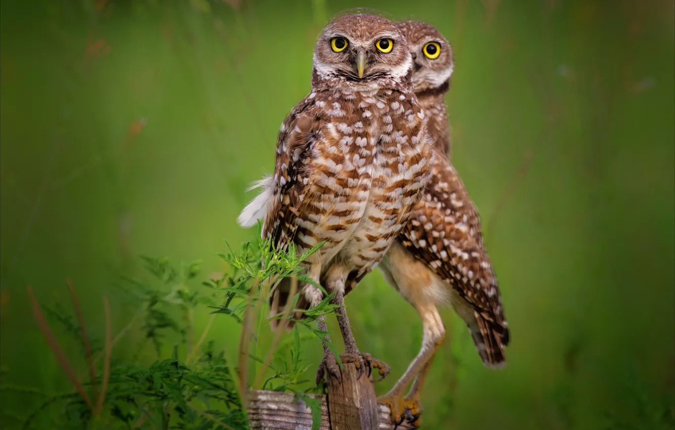 Photo wallpaper bird, America, Chicks, Burrowing owl, cave owl, rabbit owl