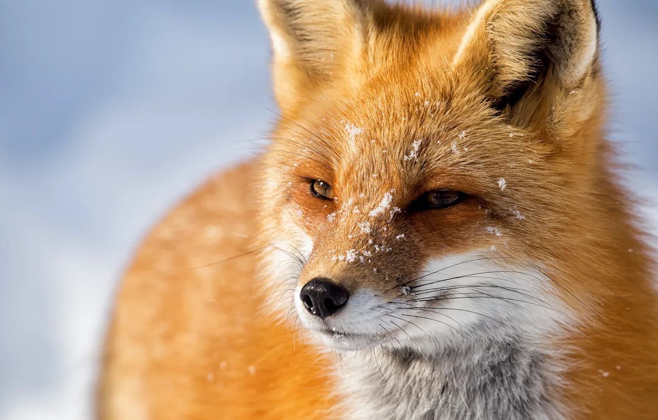 Photo wallpaper face, snow, Fox, red