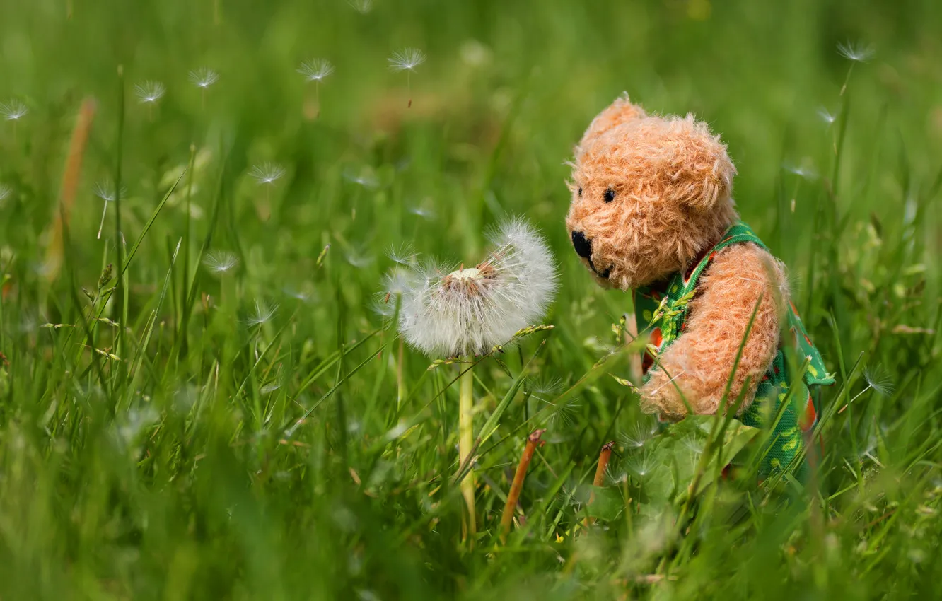 Photo wallpaper summer, grass, flowers, nature, mood, dandelion, glade, toy