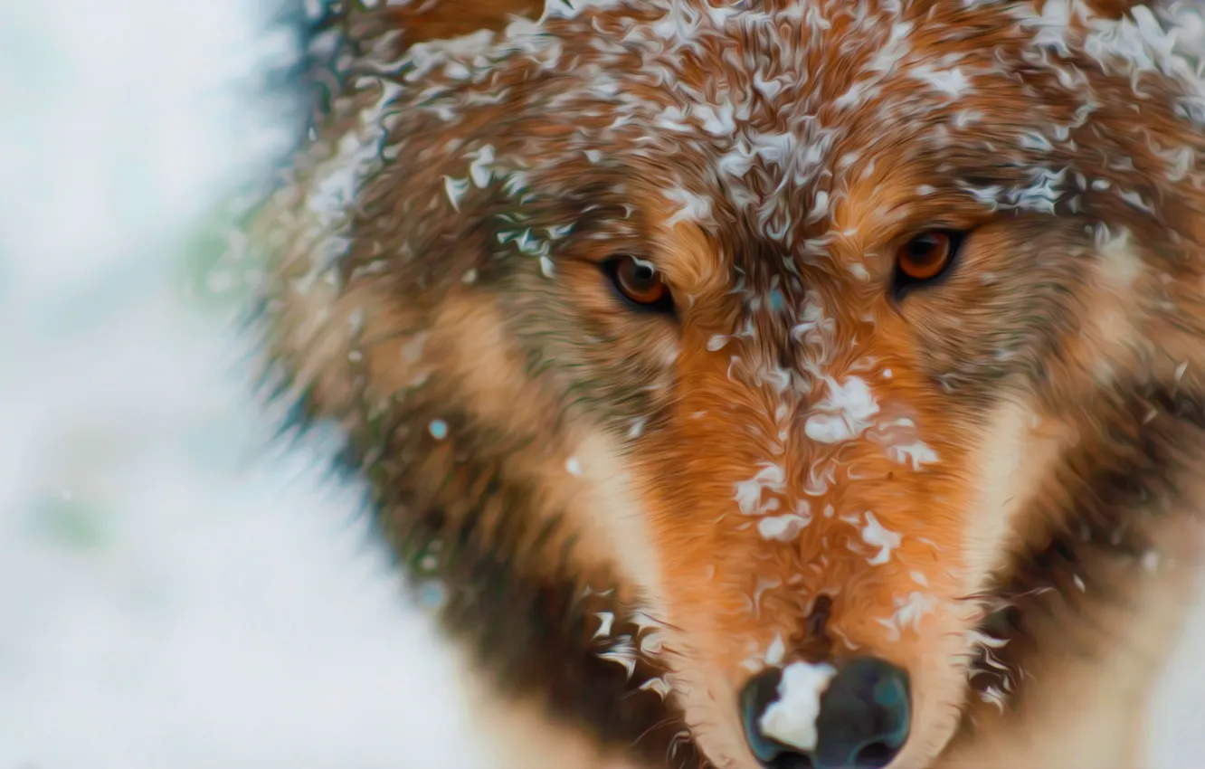 Photo wallpaper fantasy, Predator, nature, art, snow, face, animal, wolf