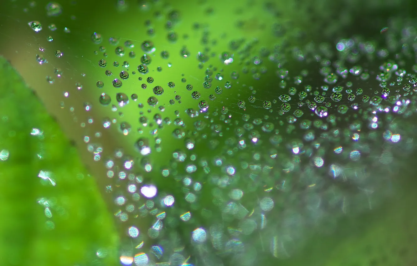 Photo wallpaper summer, leaves, macro, light, nature, mood, stay, web
