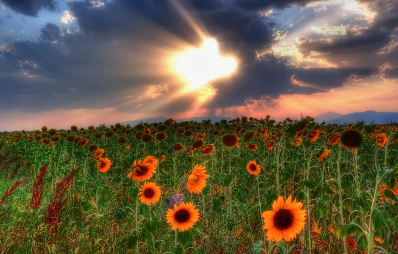 Photo wallpaper the sky, clouds, sunflowers, sunset, Field