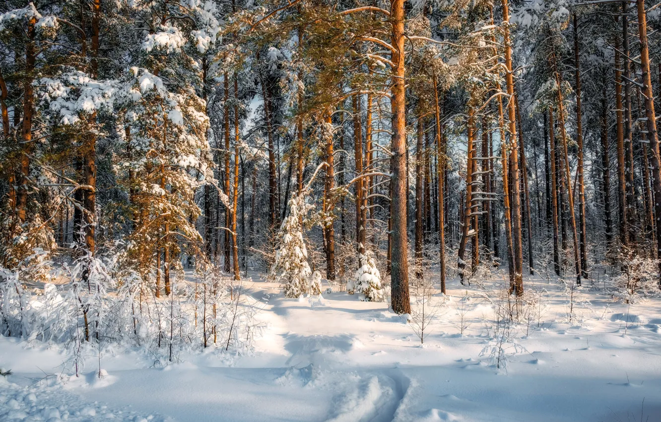 Photo wallpaper winter, forest, snow, trees, landscape, nature