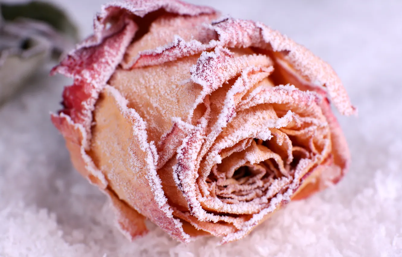 Photo wallpaper frost, flowers, close-up, roses, lies, pink, buds, bokeh