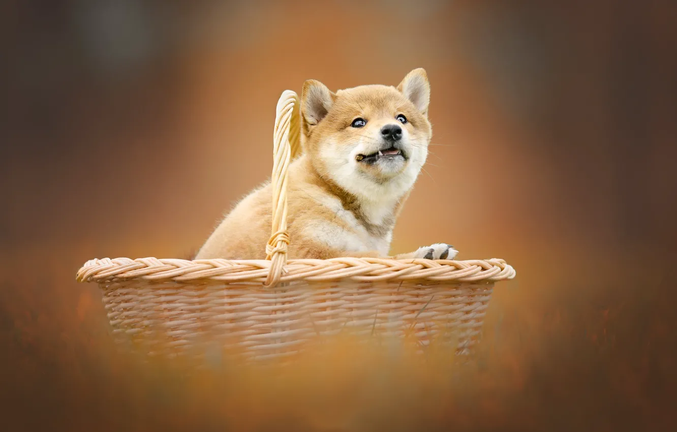Photo wallpaper background, basket, dog, puppy, Shiba inu