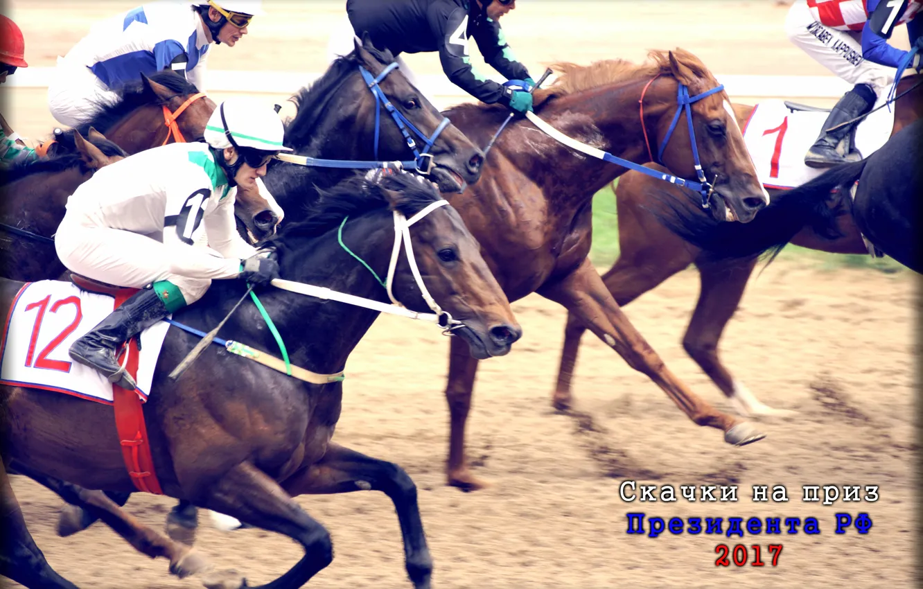 Photo wallpaper horse, jump, finish, jockey, Racecourse, racing for the prize of the President, MIC