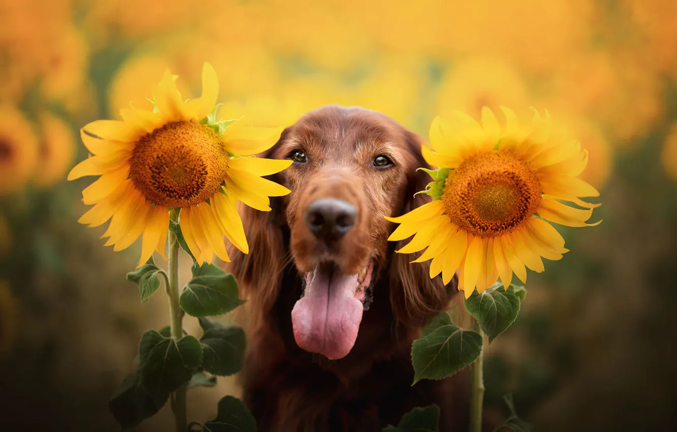 Photo wallpaper language, face, sunflowers, flowers, portrait, dog, Spaniel