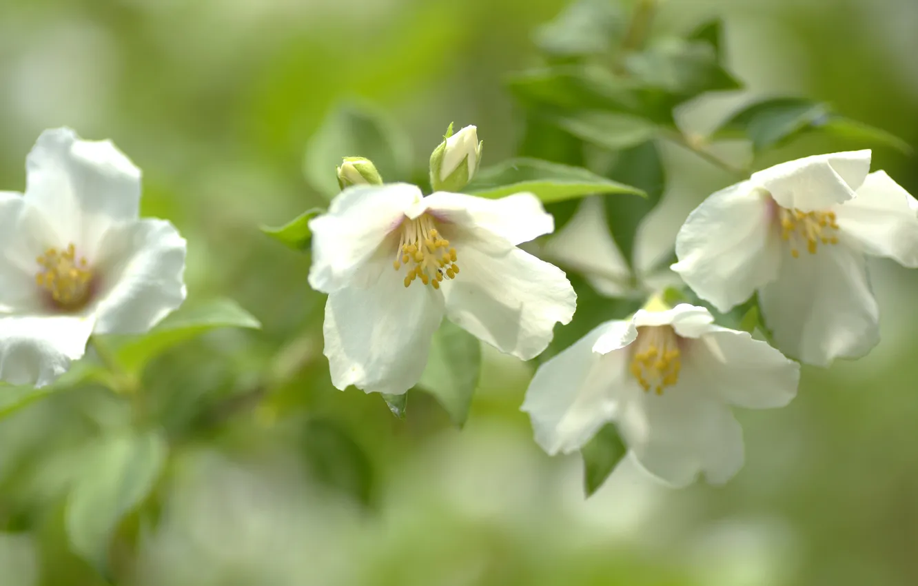 Photo wallpaper leaves, light, flowers, branches, blur, white, flowering, bokeh