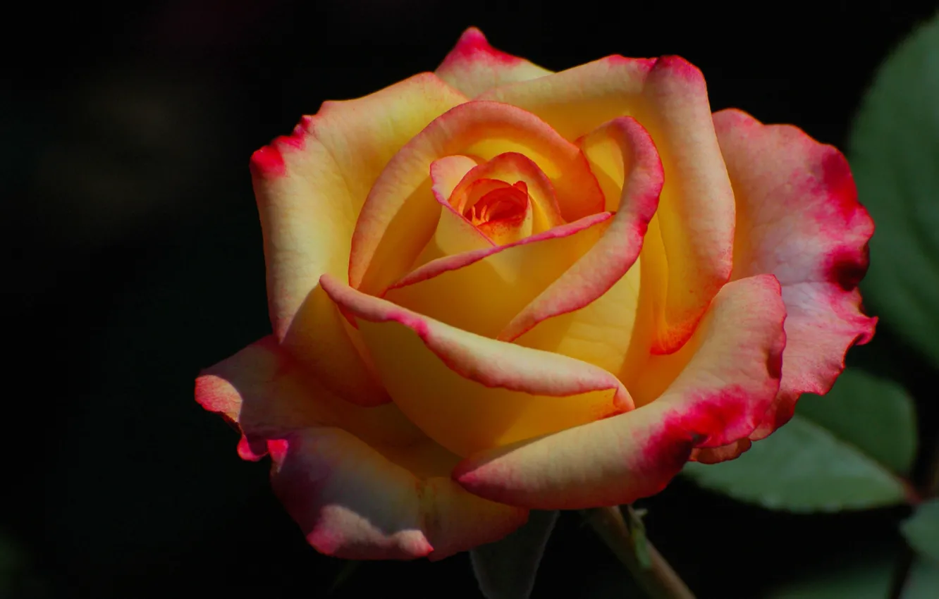 Photo wallpaper macro, light, flowers, yellow, the dark background, roses, two-tone, yellow-pink