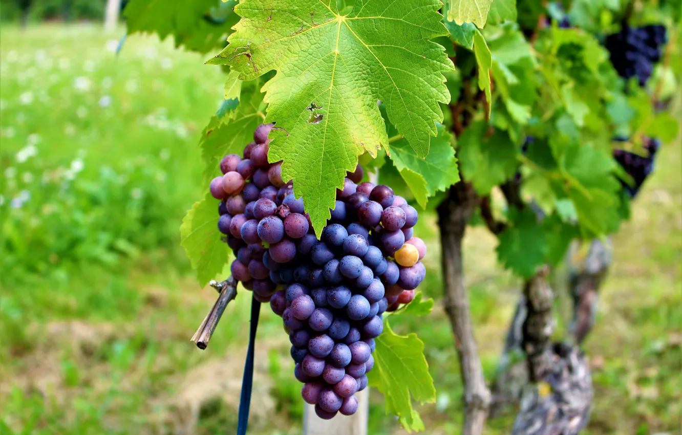 Photo wallpaper foliage, grapes, bunch, vineyard, leaves, grapes, The Vineyard