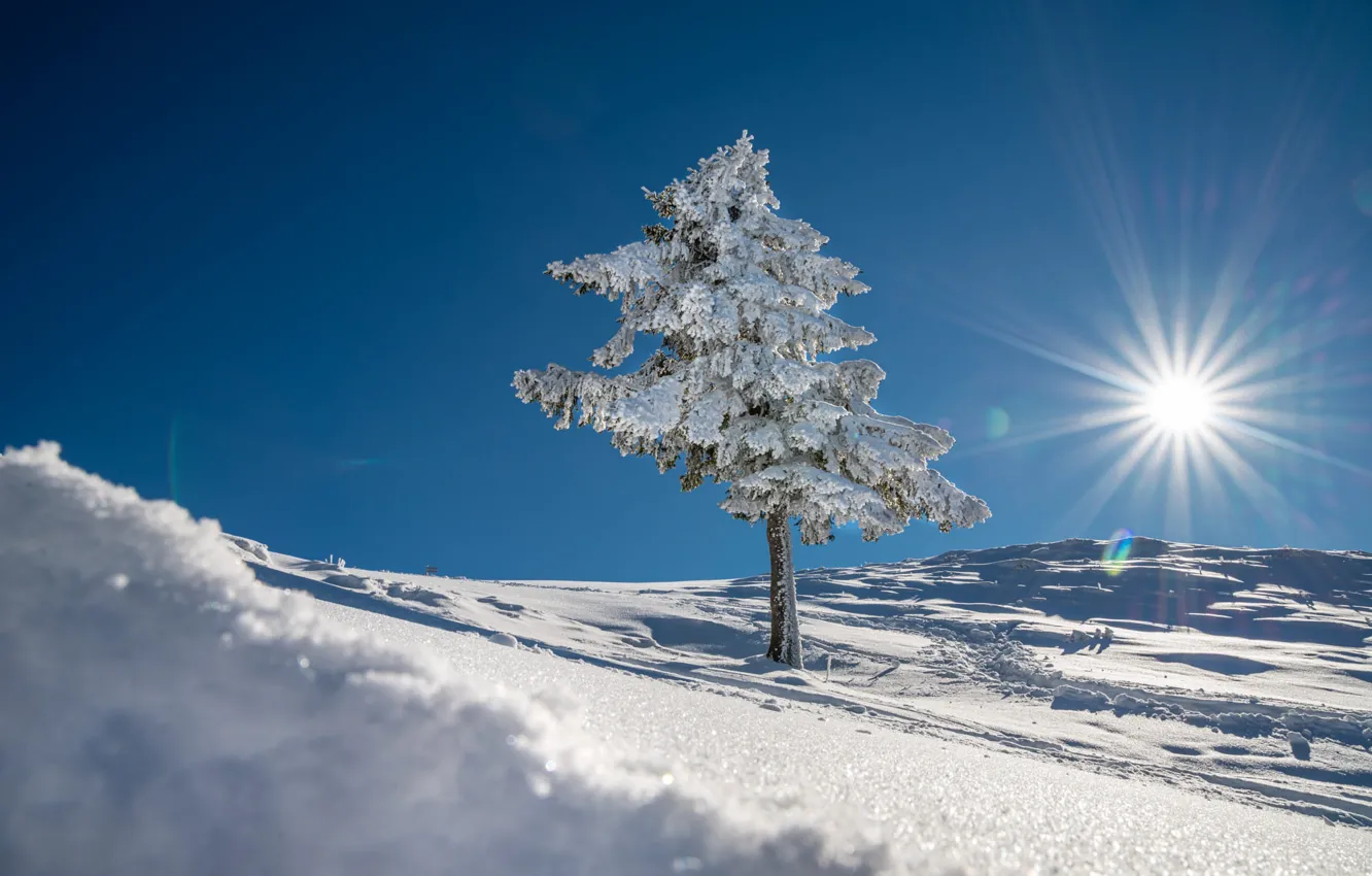 Photo wallpaper winter, frost, the sky, the sun, rays, light, snow, trees
