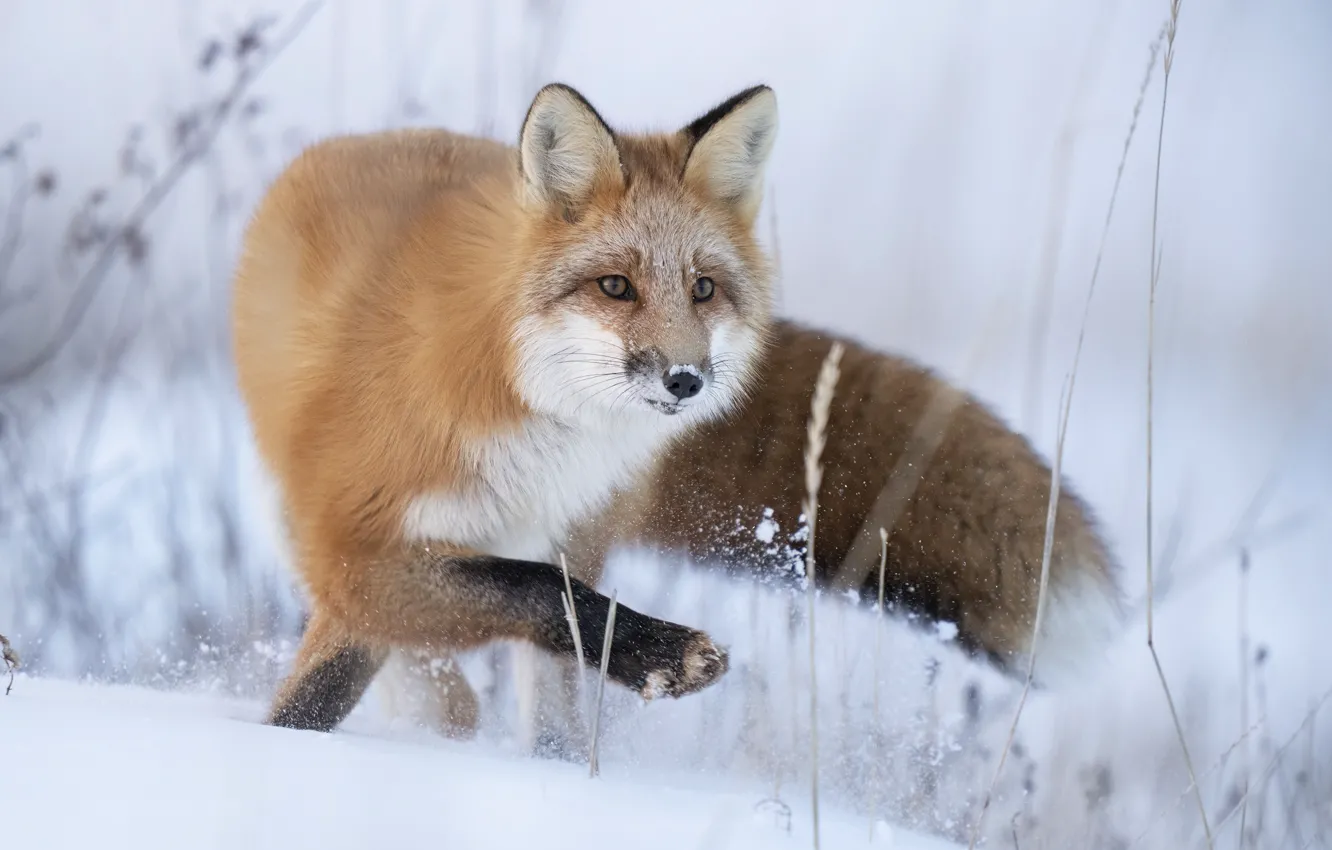 Photo wallpaper winter, grass, look, snow, branches, pose, paws, running