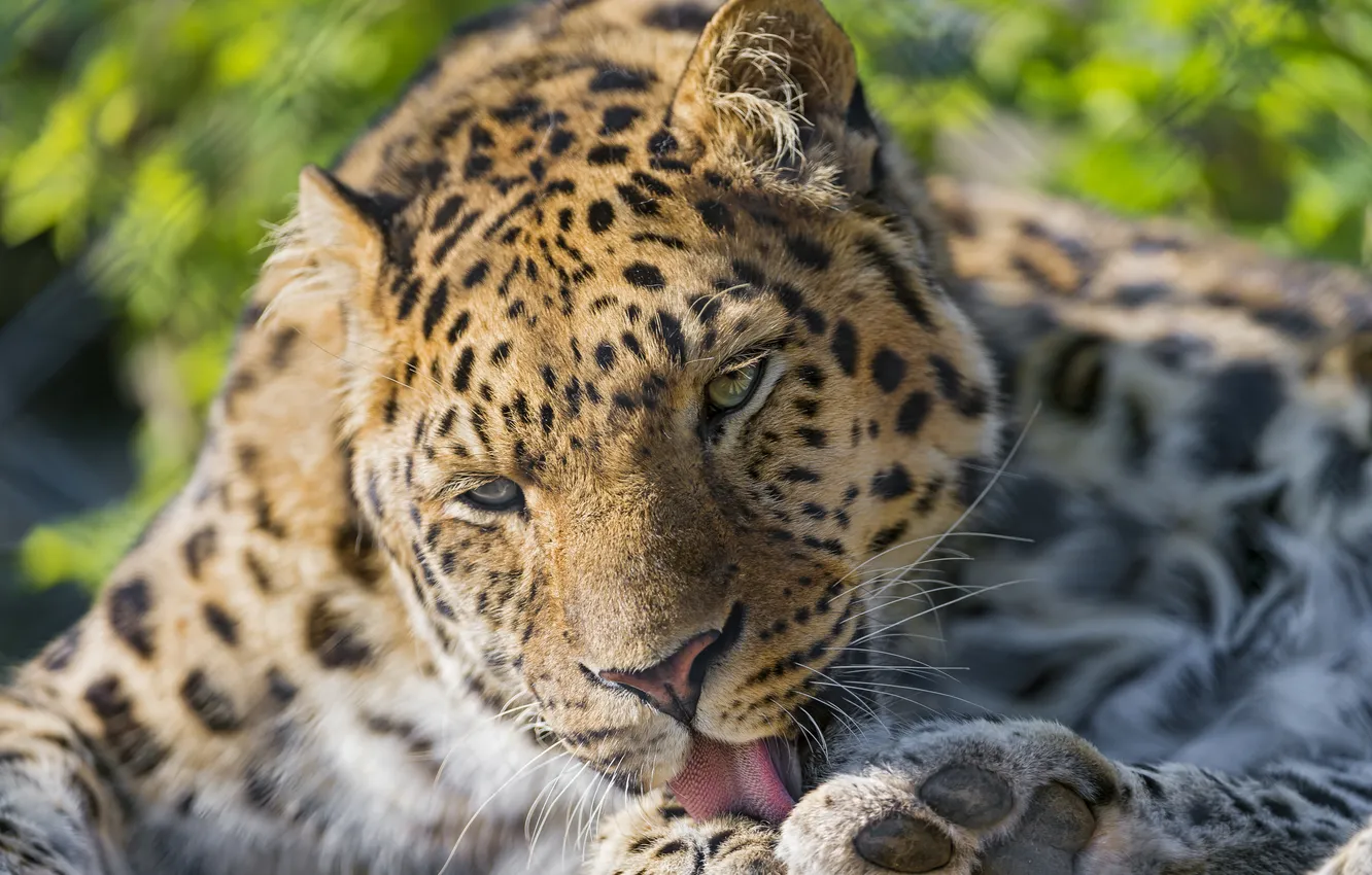 Photo wallpaper language, cat, washing, the Amur leopard, ©Tambako The Jaguar