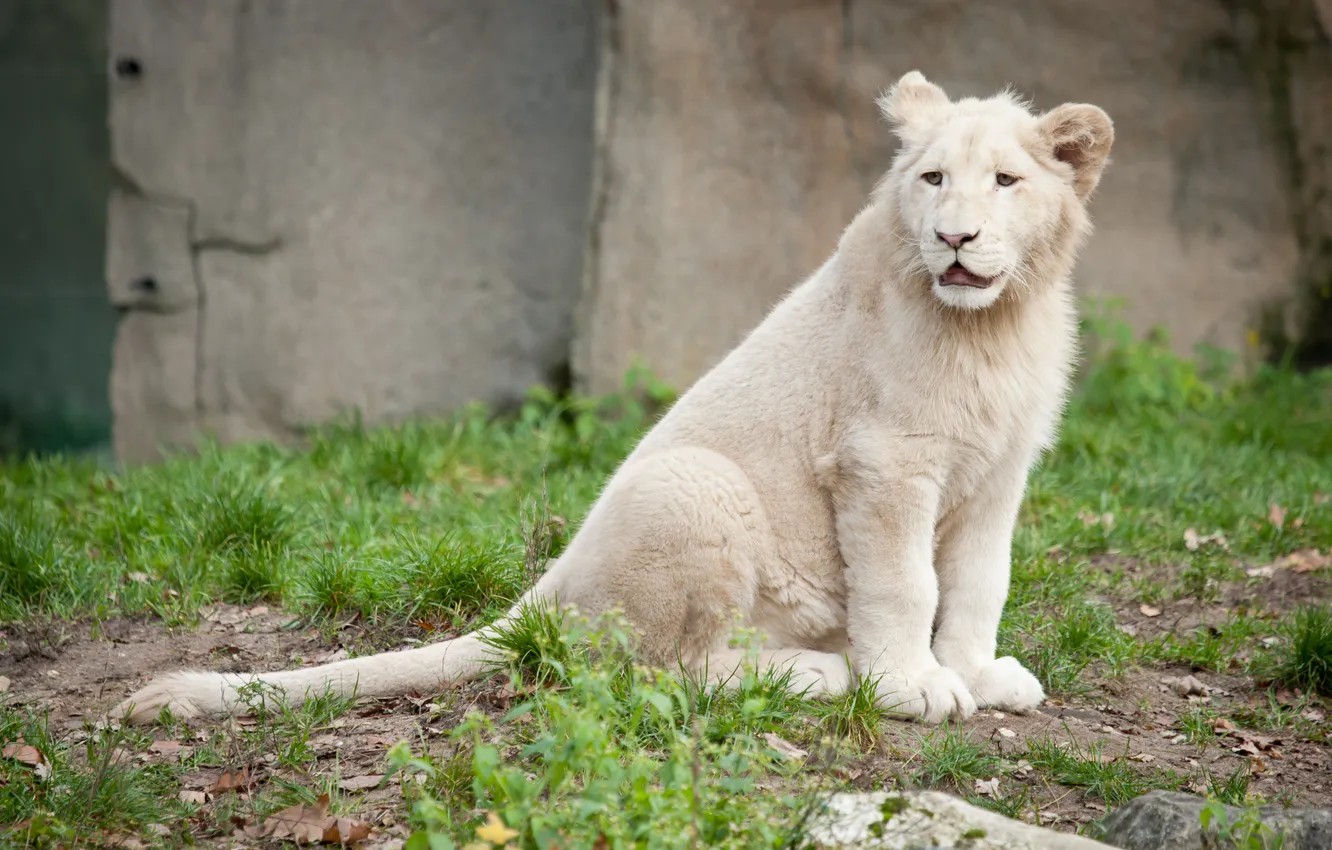 Photo wallpaper cat, grass, cub, kitty, lion, white lion