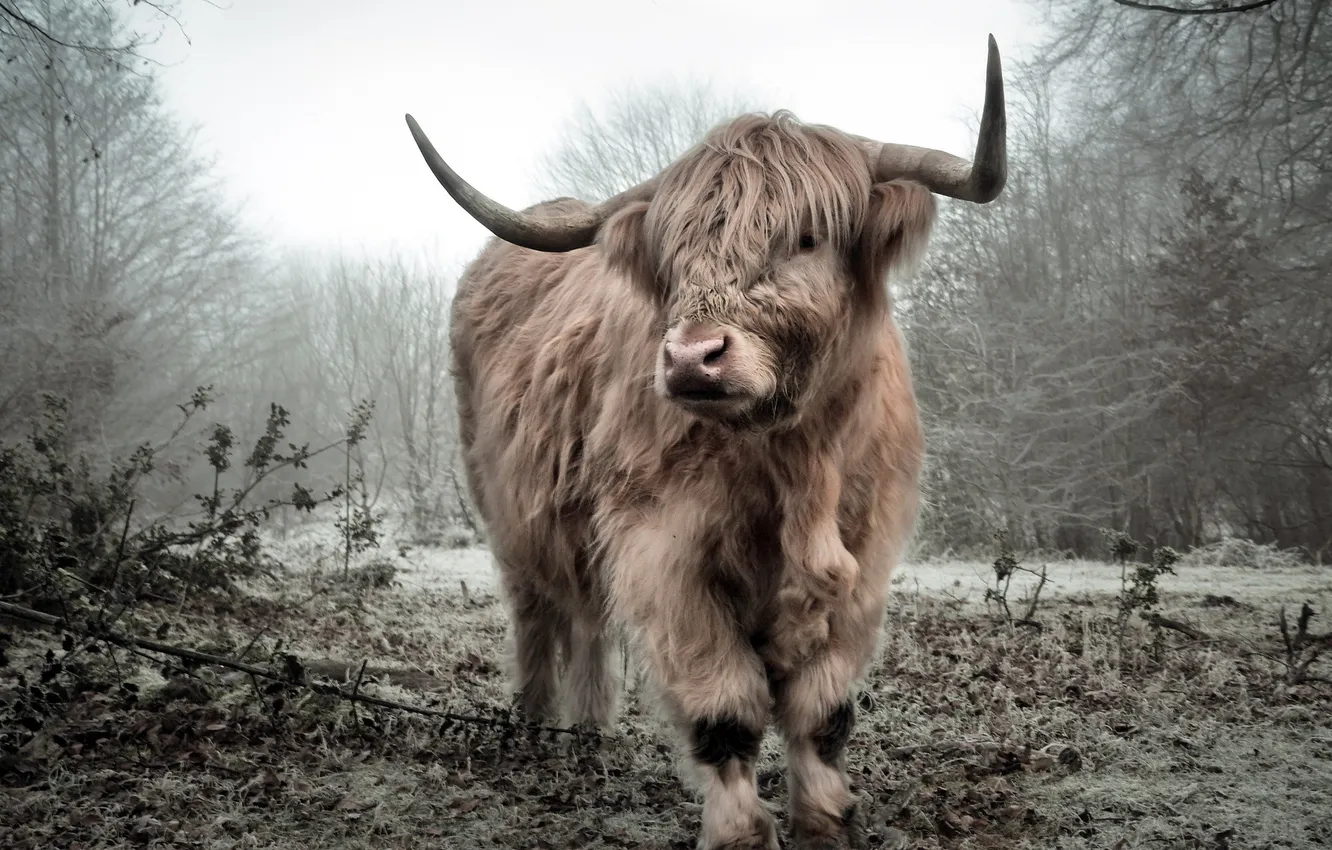 Photo wallpaper nature, background, bull