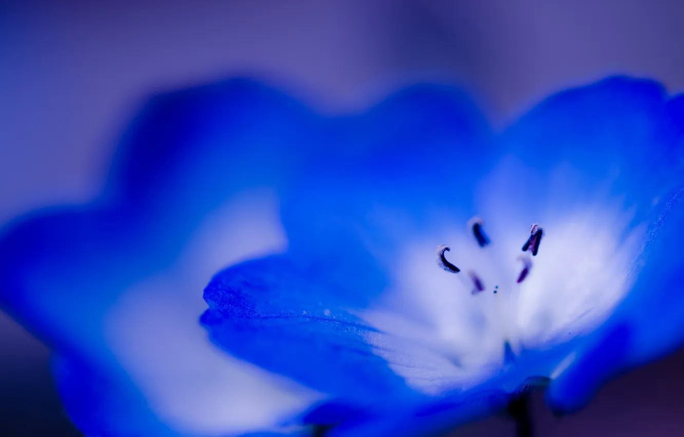 Photo wallpaper macro, flowers, blue, blue