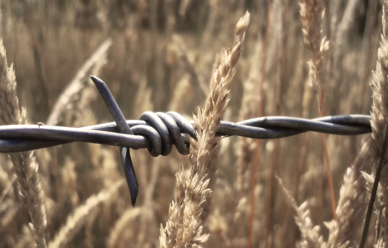 Photo wallpaper macro, barb, barbed wire