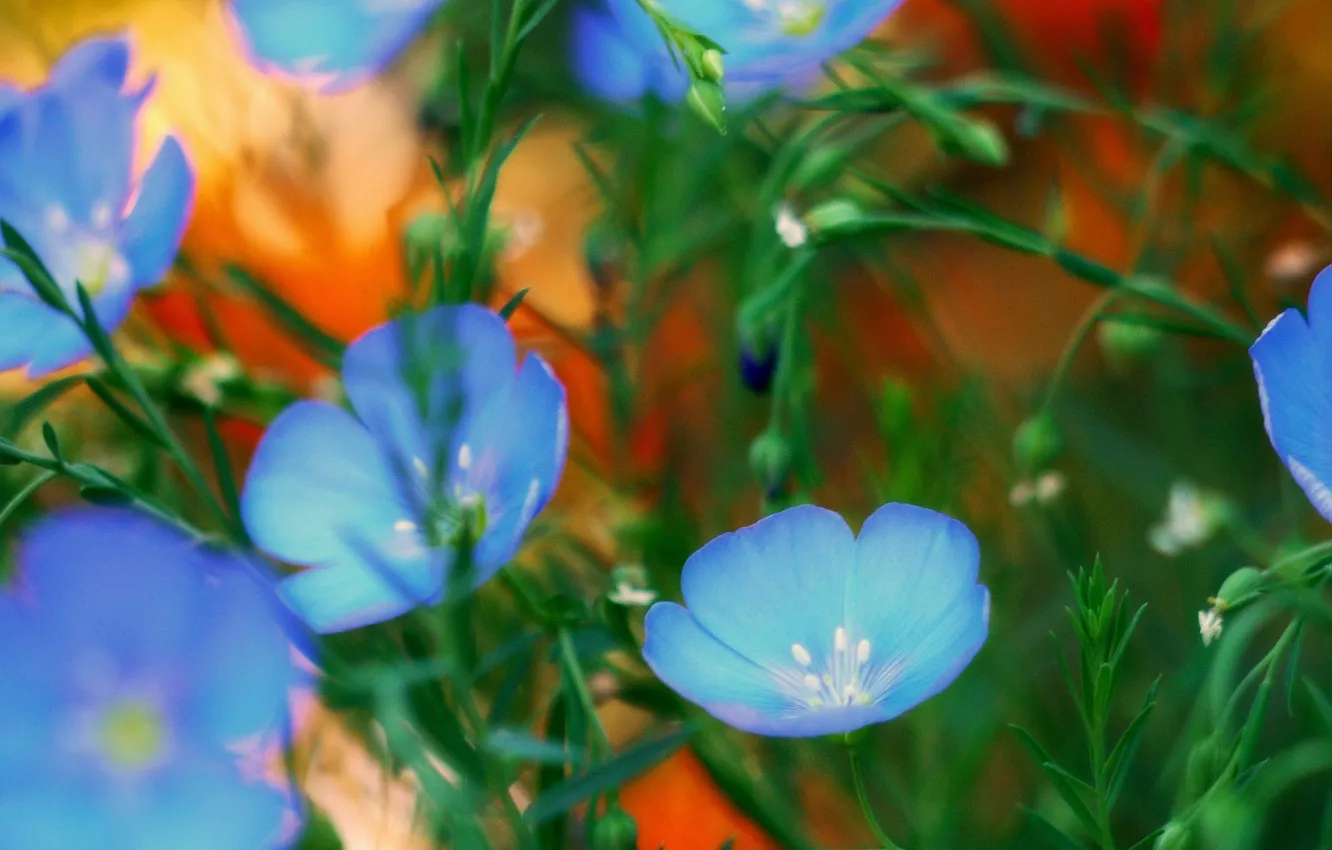 Photo wallpaper nature, plant, petals, garden, flowerbed