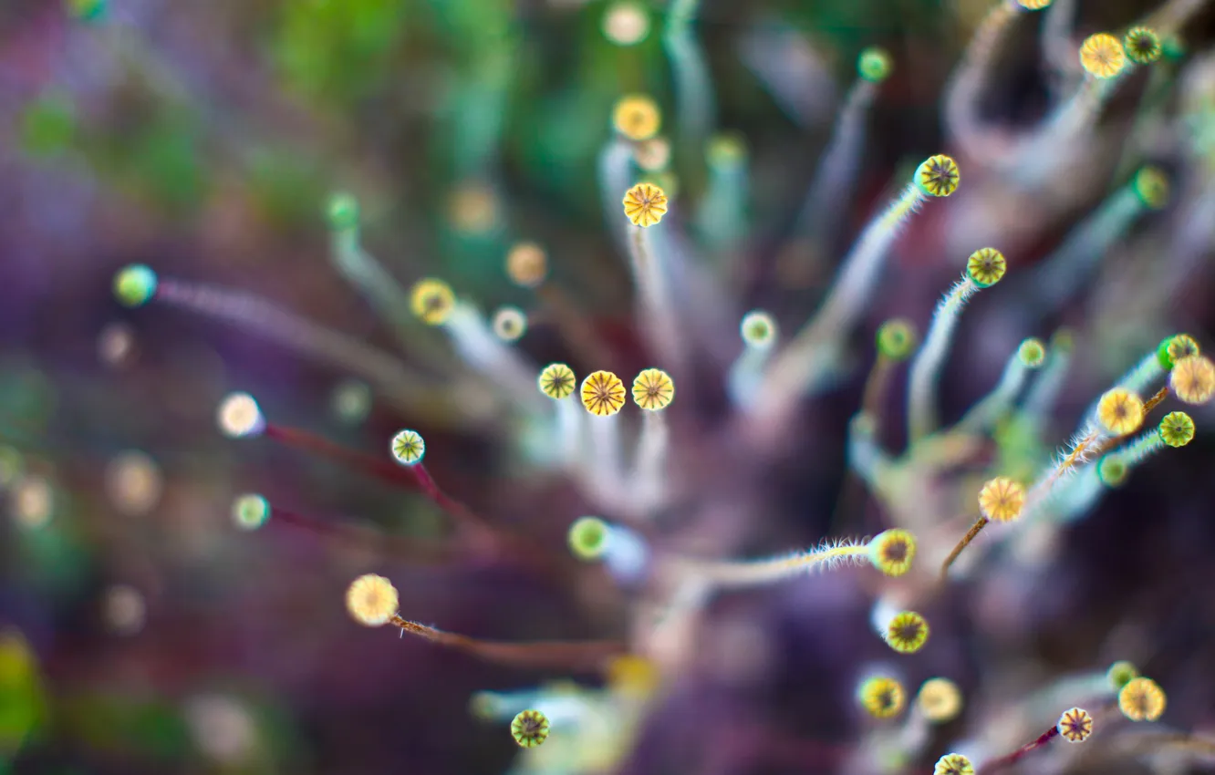 Photo wallpaper macro, light, plant