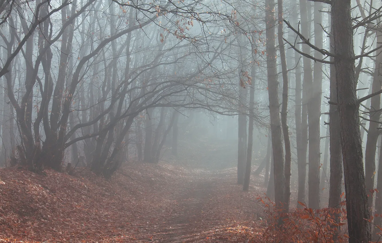 Photo wallpaper road, autumn, forest, trees, fog, foliage